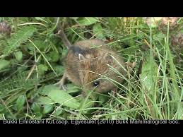 Attēlu rezultāti vaicājumam “Sicista betulina”