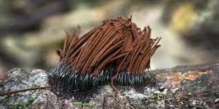 Attēlu rezultāti vaicājumam “Stemonitis axifera var. smithii spores”