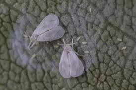 Attēlu rezultāti vaicājumam “Sternorrhyncha”