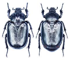 Attēlu rezultāti vaicājumam “Osmoderma barnabita imago”