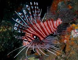 Image result for Pterois radiata