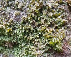 Attēlu rezultāti vaicājumam “Plagiochila porelloides”