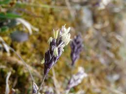 Attēlu rezultāti vaicājumam “Sesleria caerulea bud”