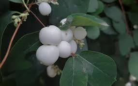 Attēlu rezultāti vaicājumam “Symphoricarpos albus fruit”