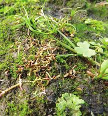 Attēlu rezultāti vaicājumam “Riccia canaliculata”