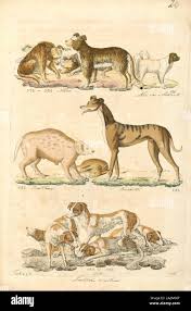 Attēlu rezultāti vaicājumam “Canis lupus familiaris”