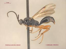 Attēlu rezultāti vaicājumam “Prociphilus xylostei”