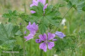 Image result for Malve