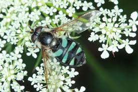 Attēlu rezultāti vaicājumam “Didea alneti”