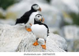 Image result for Fratercula arctica