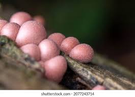 Attēlu rezultāti vaicājumam “Lycogala confusum spores”