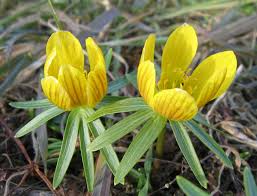 Attēlu rezultāti vaicājumam “Eranthis hyemalis”