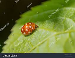 Attēlu rezultāti vaicājumam “Calvia quatuordecimguttata”