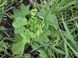 Attēlu rezultāti vaicājumam “Alchemilla subcrenata”