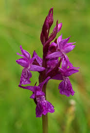 Attēlu rezultāti vaicājumam “Dactylorhiza traunsteineri”
