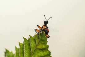 Attēlu rezultāti vaicājumam “Attelabidae”