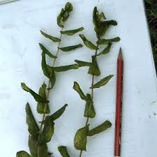 Attēlu rezultāti vaicājumam “Potamogeton perfoliatus leaf”
