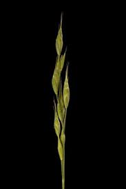 Attēlu rezultāti vaicājumam “Bromus hordeaceus subsp. hordaceus”