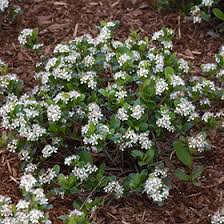 Attēlu rezultāti vaicājumam “Aronia melanocarpa flower”