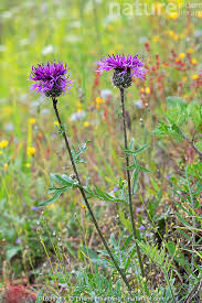 Attēlu rezultāti vaicājumam “Centaurea scabiosa flower”