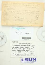 Attēlu rezultāti vaicājumam “Elmerina caryae”