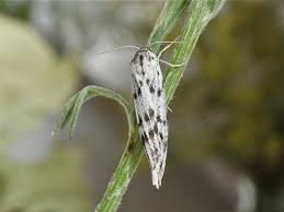 Attēlu rezultāti vaicājumam “Coscinia cribraria imago”