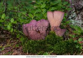 Attēlu rezultāti vaicājumam “Gomphus clavatus”