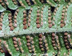 Attēlu rezultāti vaicājumam “Phegopteris connectilis”