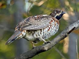 Attēlu rezultāti vaicājumam “Tetrastes bonasia eggs”