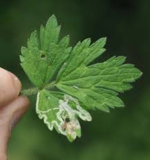 Attēlu rezultāti vaicājumam “Phytomyza ranunculi”