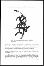 Attēlu rezultāti vaicājumam “Anthracoidea”