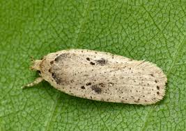Attēlu rezultāti vaicājumam “Agonopterix aranella”