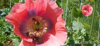 Attēlu rezultāti vaicājumam “Papaver somniferum flower”