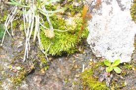 Attēlu rezultāti vaicājumam “Bryum amblyodon”