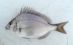 Image result for Stenotomus chrysops