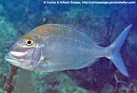 Image result for Calamus bajonado