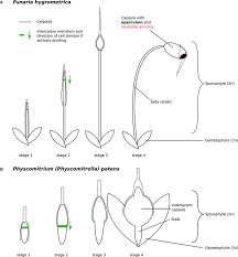 Attēlu rezultāti vaicājumam “Funaria hygrometrica sporophyte”