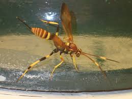 Attēlu rezultāti vaicājumam “Diphyus latebricola”
