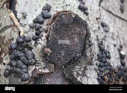 Attēlu rezultāti vaicājumam “Hypoxylon fuscum”