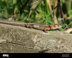 Attēlu rezultāti vaicājumam “Lacerta vivipara”