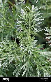 Attēlu rezultāti vaicājumam “Artemisia absinthium leaf”