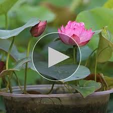 Attēlu rezultāti vaicājumam “Lotus sp. flower”