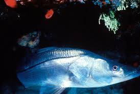 Image result for Centropomus parallelus