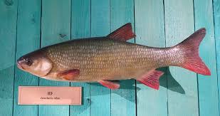 Attēlu rezultāti vaicājumam “Leuciscus idus”