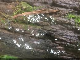 Attēlu rezultāti vaicājumam “Paradiacheopsis rigida stalked”