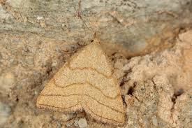 Attēlu rezultāti vaicājumam “Herminia tarsicrinalis”