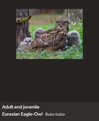 Attēlu rezultāti vaicājumam “Bubo bubo adult”