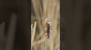 Attēlu rezultāti vaicājumam “Remiz pendulinus adult”