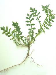 Attēlu rezultāti vaicājumam “Rorippa sylvestris leaf”