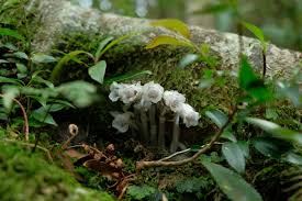 Image result for ギンリョウソウ